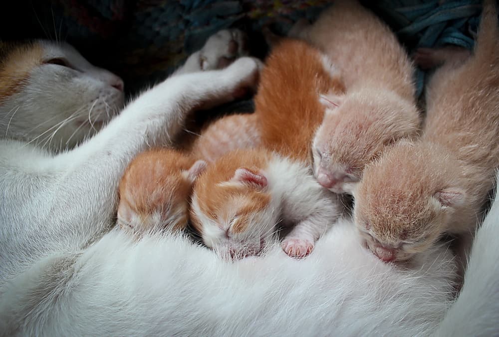 Anne Sütü Emen Yavru Kediler