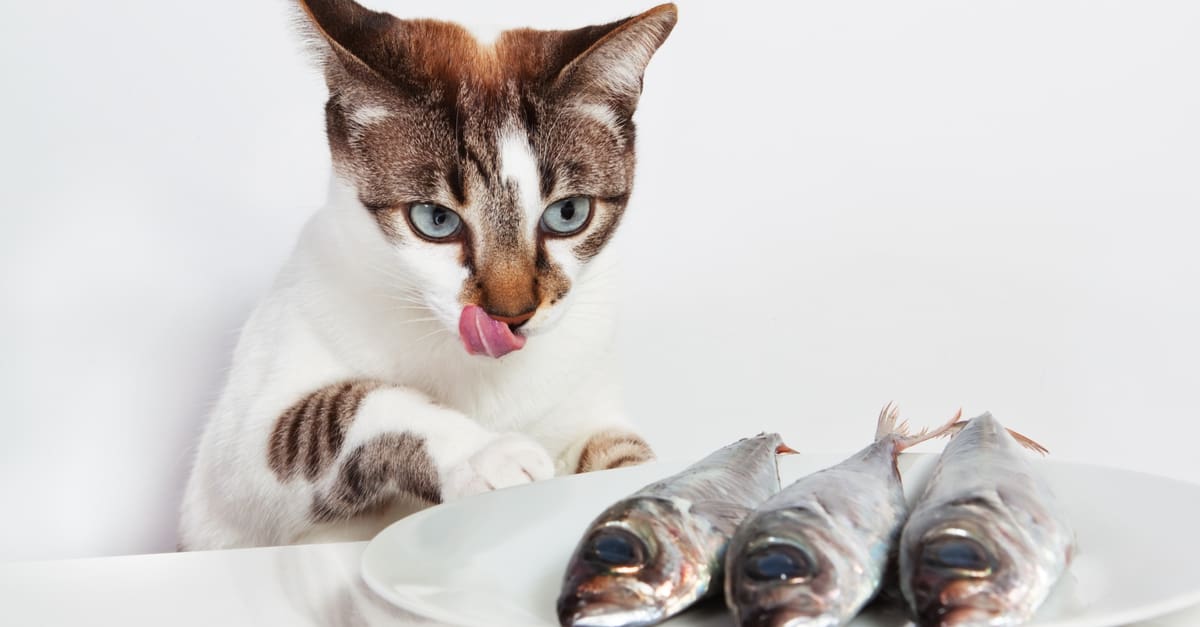 balıklara bakan kedi 