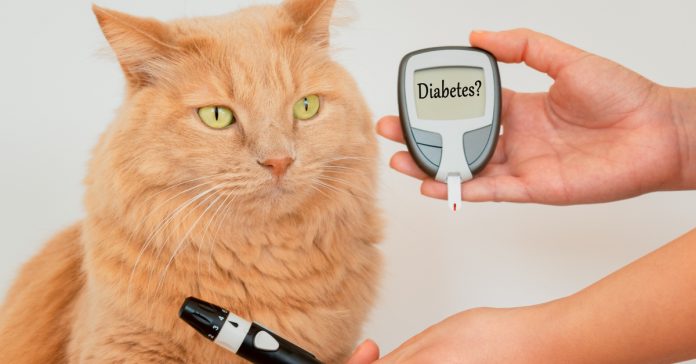 diyabet hastası kedi
