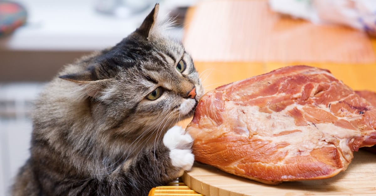 et yiyen kedi 