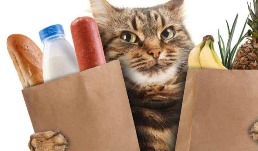Kedi Sahiplenme Hakkında Tavsiye &amp; İpuçları Petibom