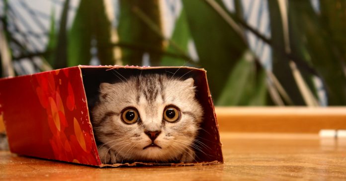 Kedi ve kutu