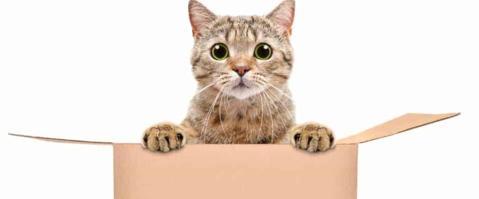 Kediler kutuları neden sever? Kutuların cazibesi!
