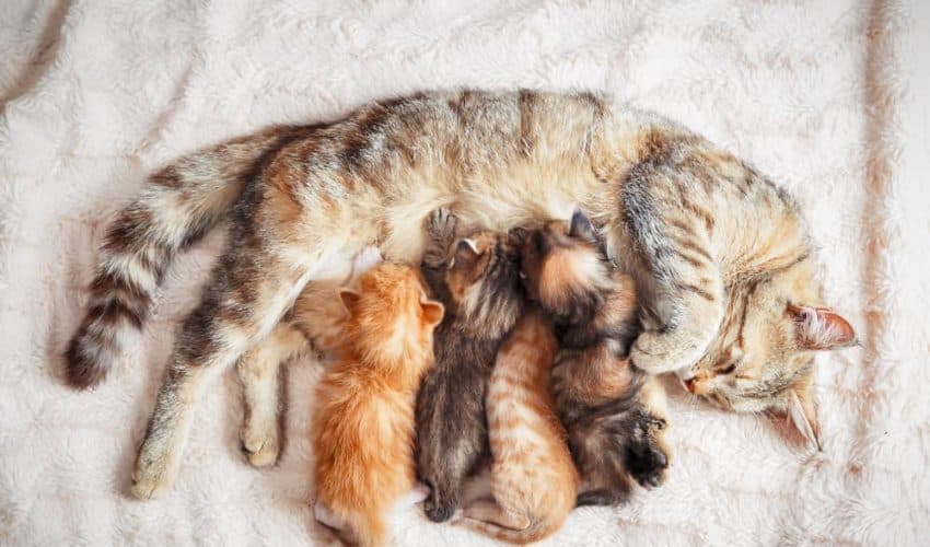 Kediler nasıl doğum yapar? Doğum anında yapılması gerekenler