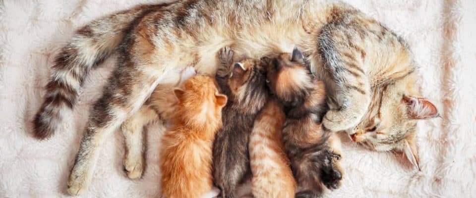 Kediler nasıl doğum yapar? Doğum anında yapılması gerekenler