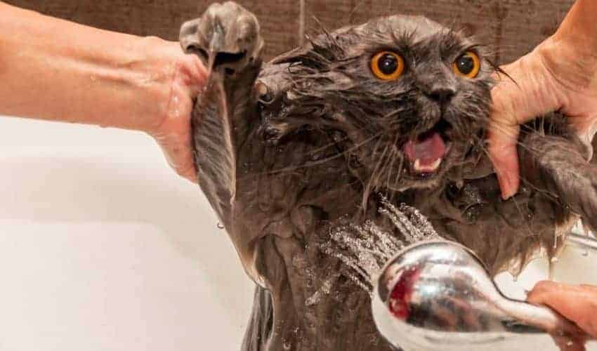 Kediler neden suyu sevmez?