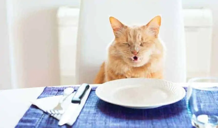 Kedim İştahsız mamasını yemiyor? yemeğini yemesi için ne yapmalıyım?