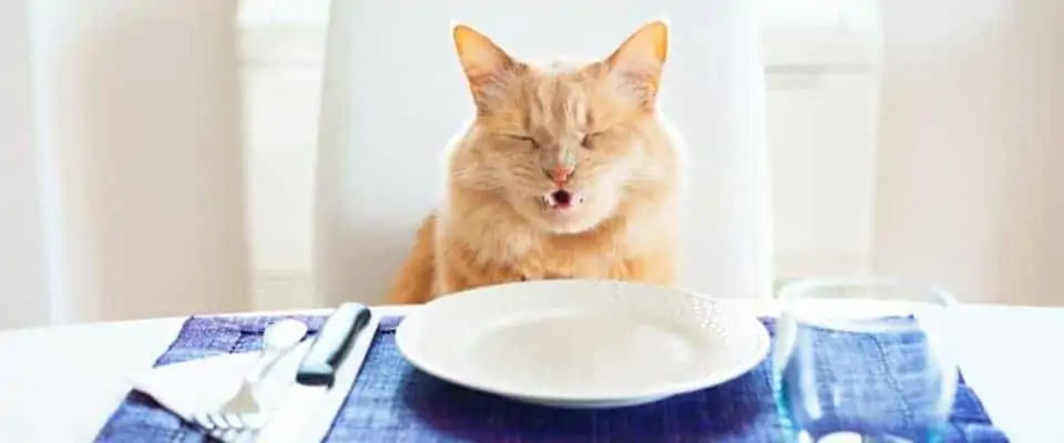 Kedim İştahsız mamasını yemiyor? yemeğini yemesi için ne yapmalıyım?