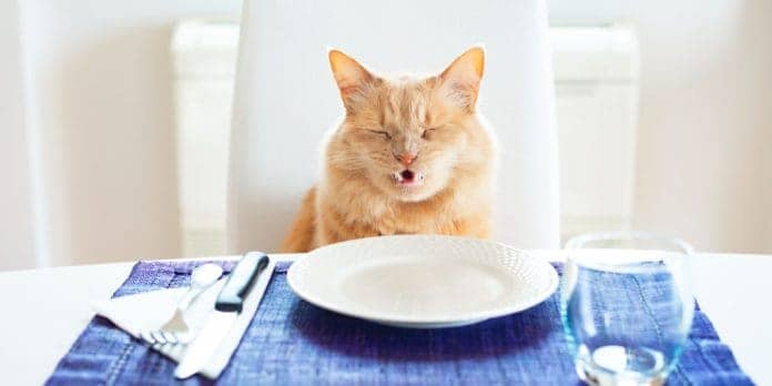 Kedim Mama Yemek Yemiyor Ne Yapmaliyim Istahsizlik Nedenleri Petibom