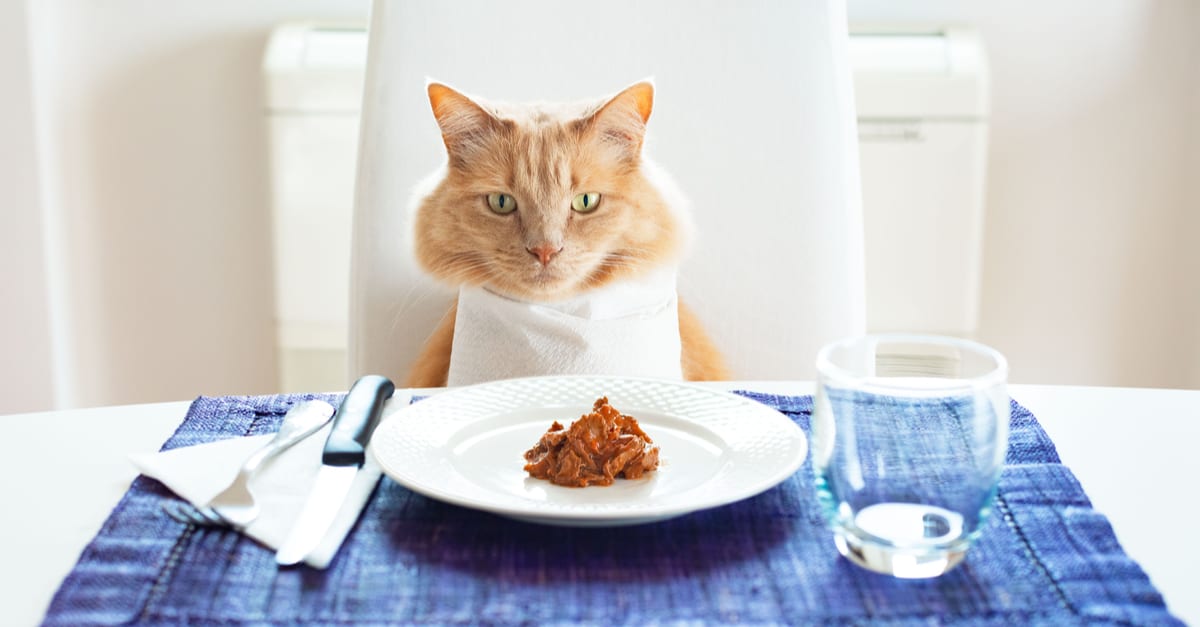 Masada oturan kedi