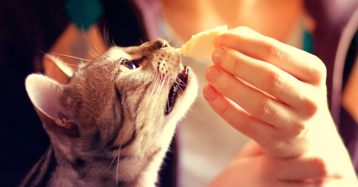 peynir yiyen kedi