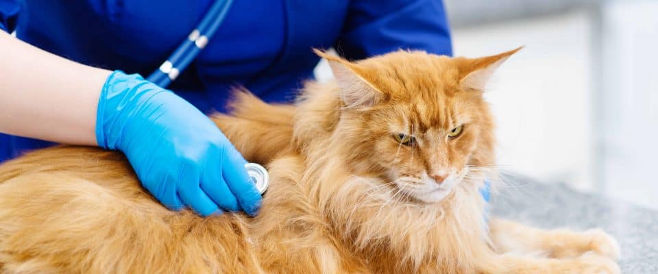 Kedilerde böbrek yetmezliği: Teşhis ve tedavi yöntemleri