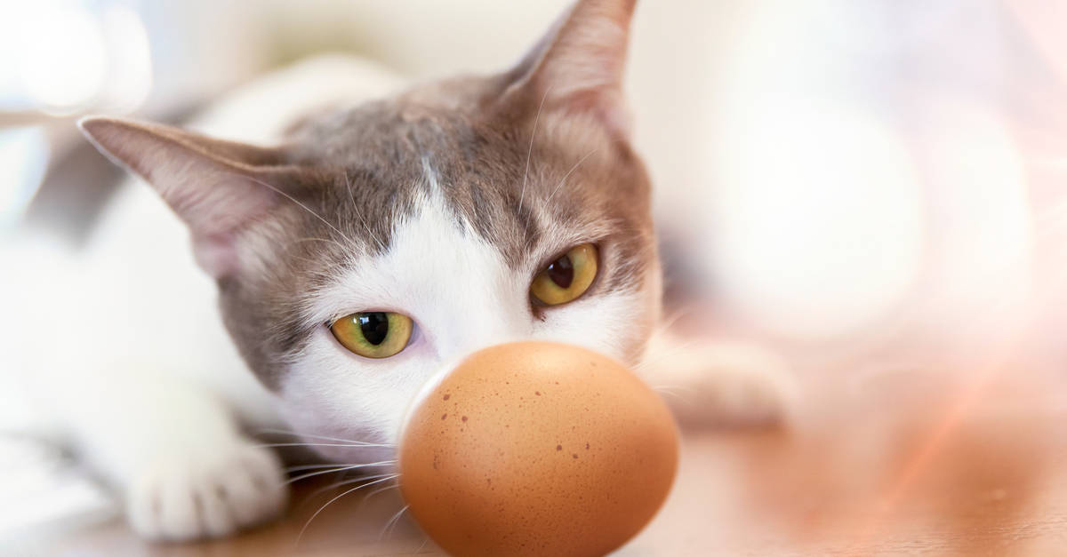yumurtaya bakan kedi
