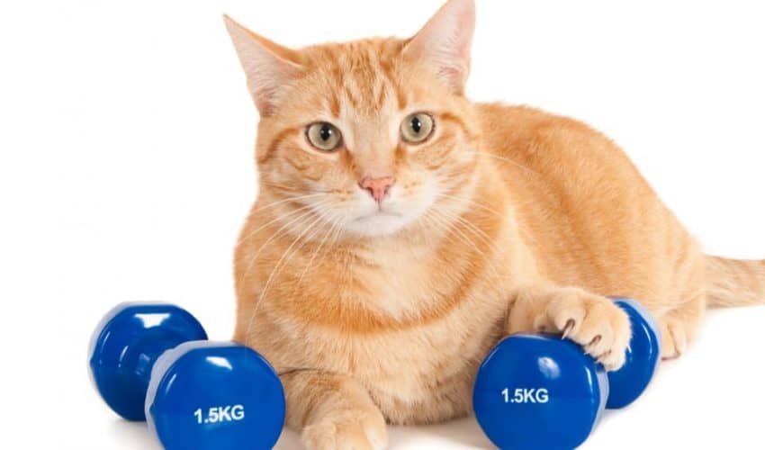 Kedim nasıl kilo verir? kilo vermesine yardımcı olmanın yolları!
