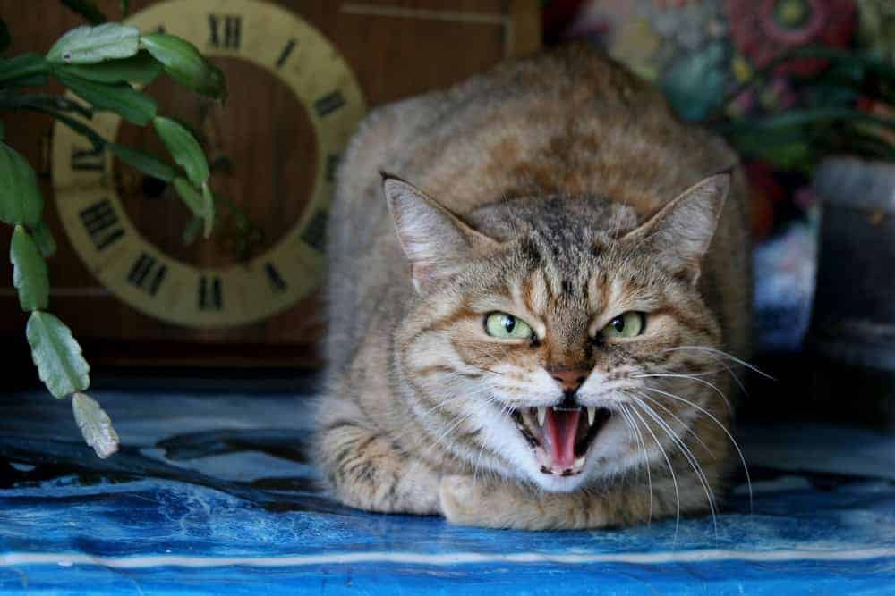 Kedilerde saldırganlık Agresif kedinizi sakinleştirme yöntemleri Petibom