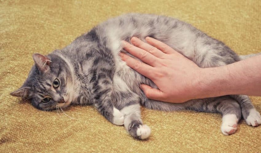 Bir kedinin ağrısı olduğu nasıl anlaşılır?