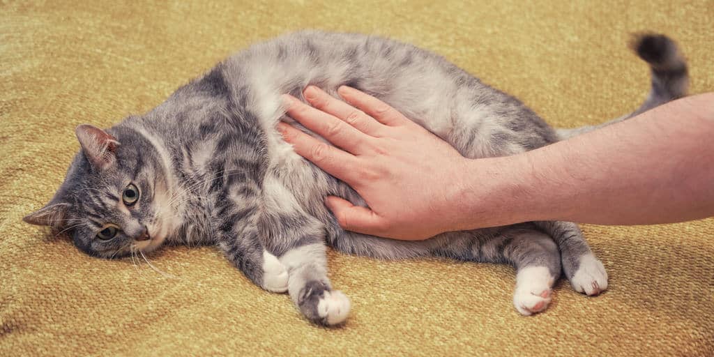 Kedilerde Ağrı Belirtileri Bir Kedinin Ağrısı Olduğu Nasıl Anlaşılır