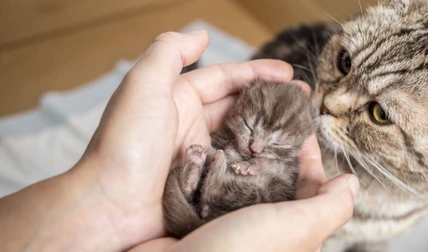 Anne kedi ve yeni doğan yavru kedinin bakımı: Önemli detaylar!