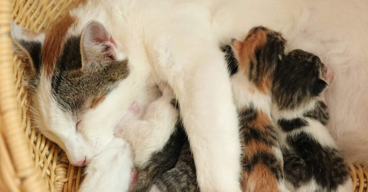 anne kedi ve yavruları