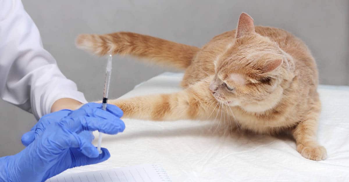 Aşı Olan Kedi