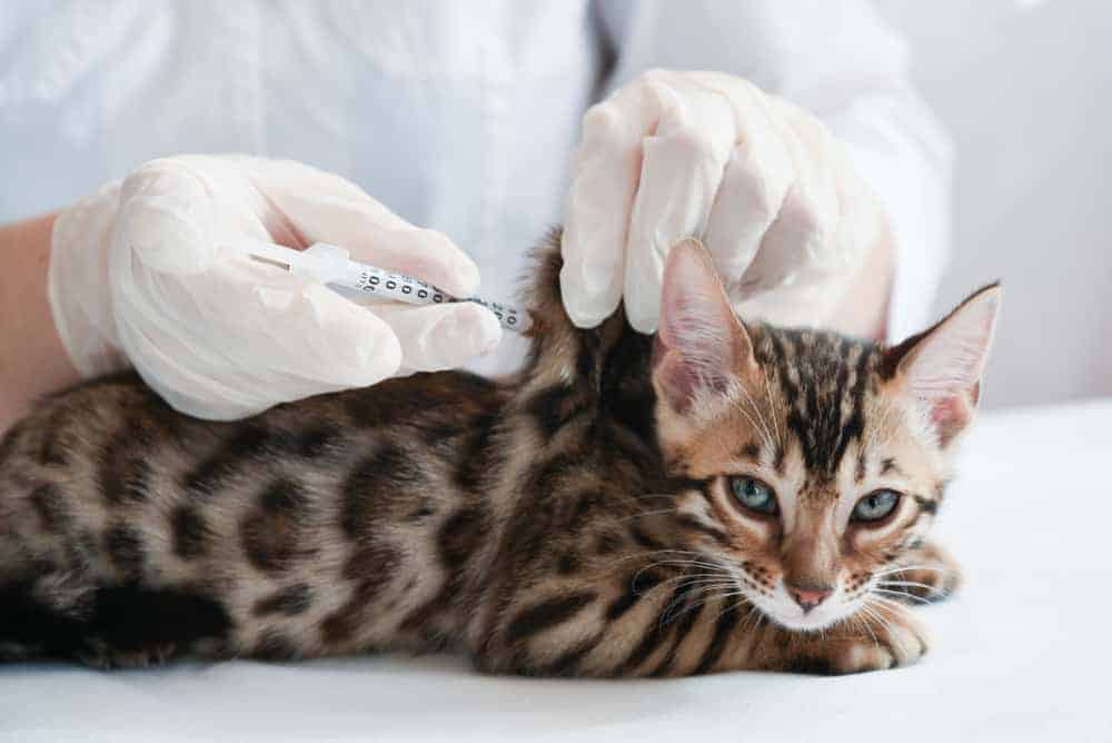Aşı olan yavru kedi