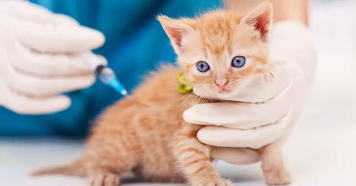aşı olan yavru kedi