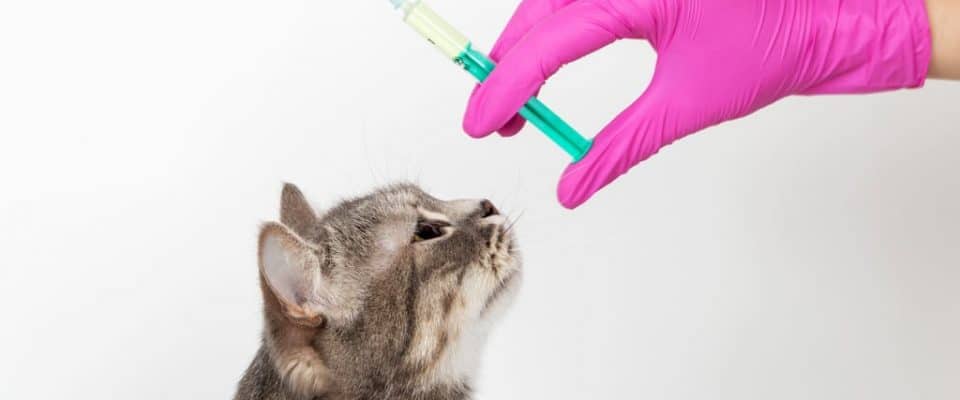 Kediler için FIV aşısı konusundaki tartışmalar