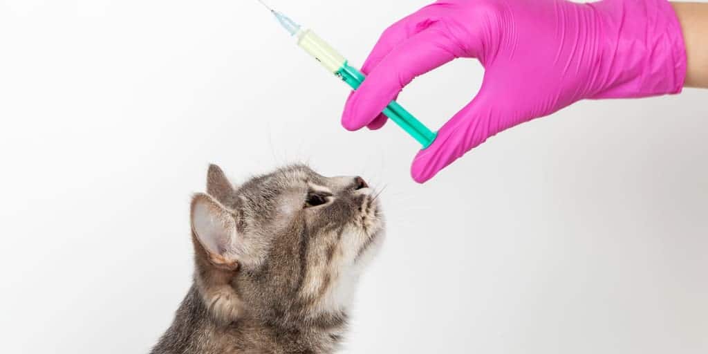 Kediler İçin FIV Aşısı Konusundaki Tartışmalar Petibom