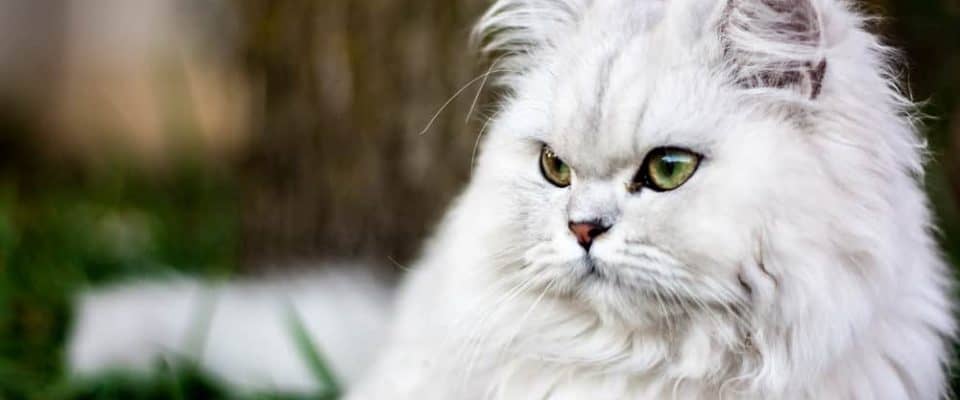 Kedilerde polikistik böbrek hastalığı: Belirtileri ve tedavi süreci