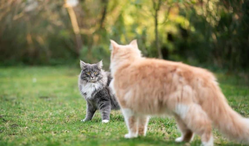 Yeni veya birbirinden ayrı kalan kedilerde saldırganlığı durdurmanın yolları