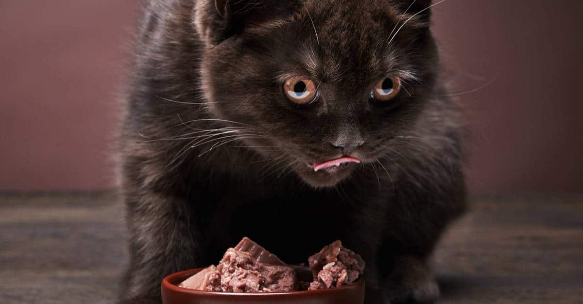çikolata kasesi ve kahverengi kedi