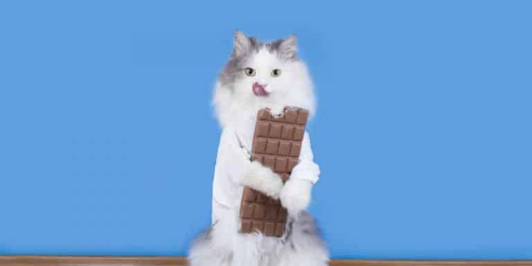Kedilerde çikolata zehirlenmesi Bilmeniz gerekenler Petibom