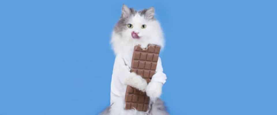 Çikolata kediler için ne kadar zehirlidir?