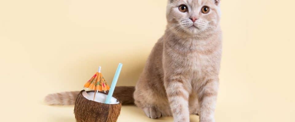 Kediler hindistan cevizi yiyebilir mi?
