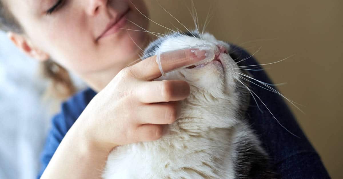 Diş Bakımı Yapılan Kedi