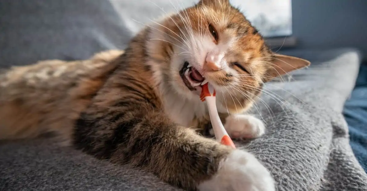 Diş Fırçasını Isıran Kedi