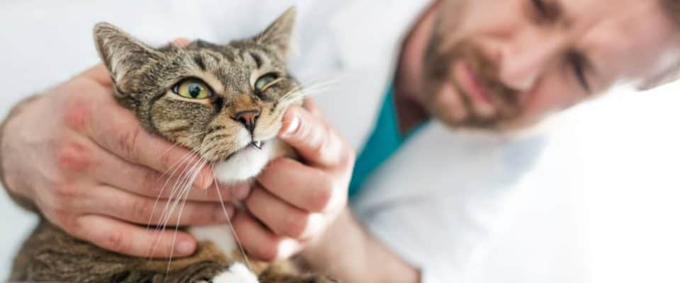 Kedilerin dişleri ve diş etleri nasıl kontrol edilmeli?