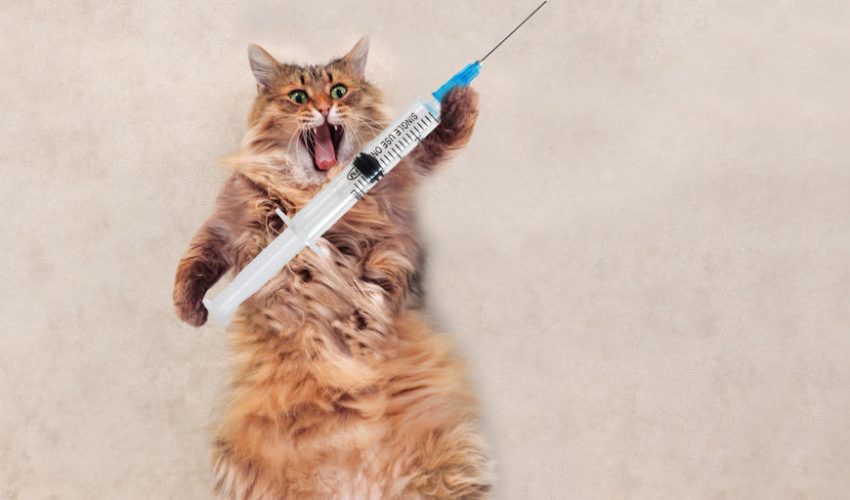 Kedilerde aşılama sorunu – Kedi aşıları protokolleri kılavuzu!
