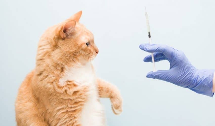 2022 Kedi aşı takvimi ve aşı fiyatları