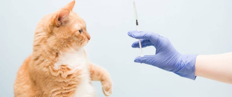 2021 Kedi aşı takvimi ve aşı fiyatları