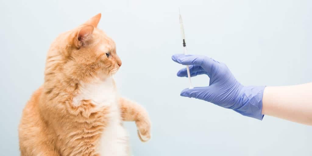 2021 Kedi aşı takvimi ve aşı fiyatları Petibom