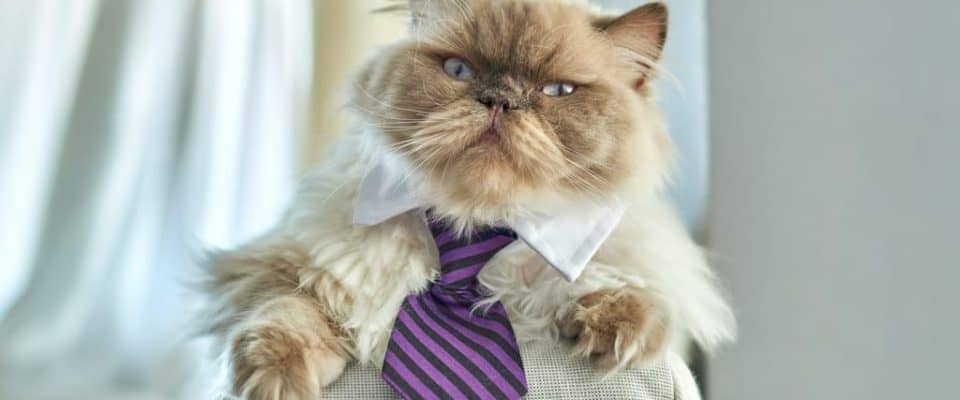Erkek kedi isimleri | En havalı populer 111 isim!