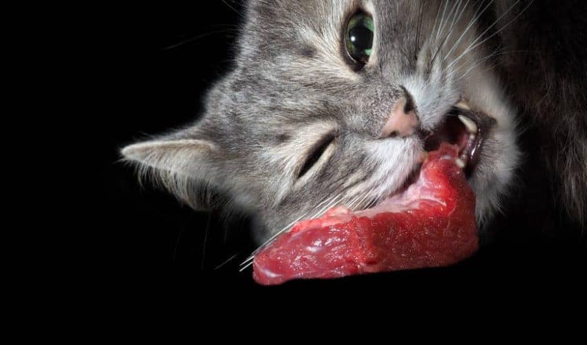 Kedinize çiğ gıda diyeti uygulamalı mısınız?