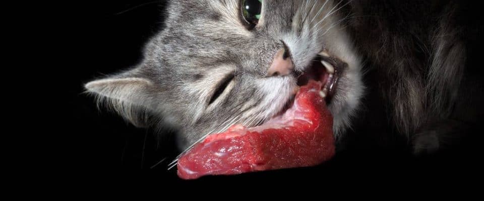 Kedinize Çiğ Gıda Diyeti Uygulamalı Mısınız?
