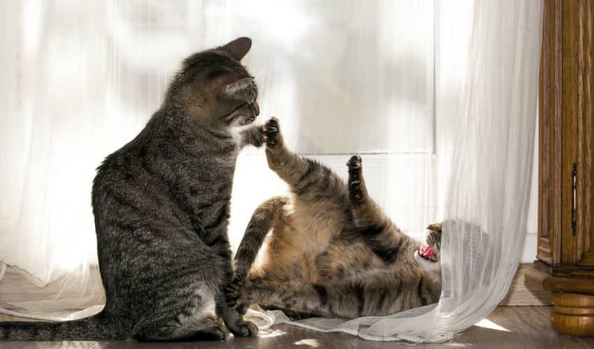 Ev kedileri arasındaki saldırgan tutum ve çözümleme yöntemleri