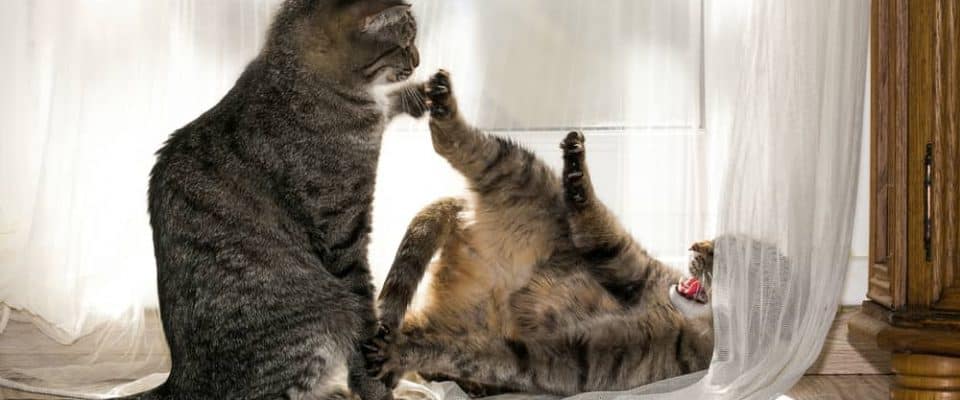 Ev kedileri arasındaki saldırgan tutum ve çözümleme yöntemleri