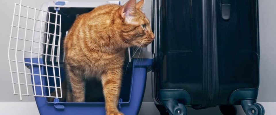 Tatil veya ayrılık kaygısı nedeniyle evden uzak kalan kedilerde yaşanan davranış bozuklukları