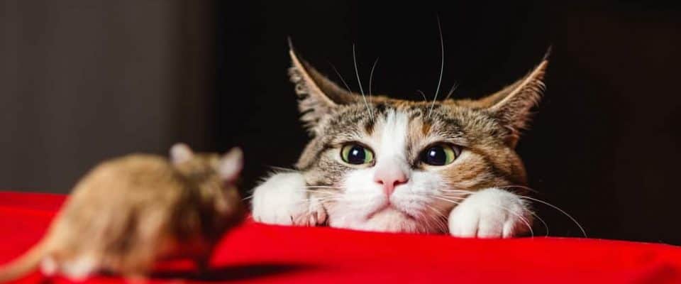 Kemirgenler ve kediler: Hastalık potansiyeli ve diğer riskler