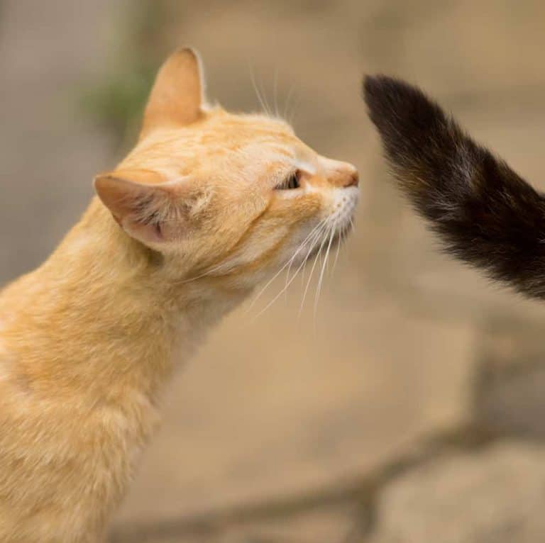 Flehmen tepkisi nedir? Kediler neden Flehmen tepkisi gösterirler? Petibom