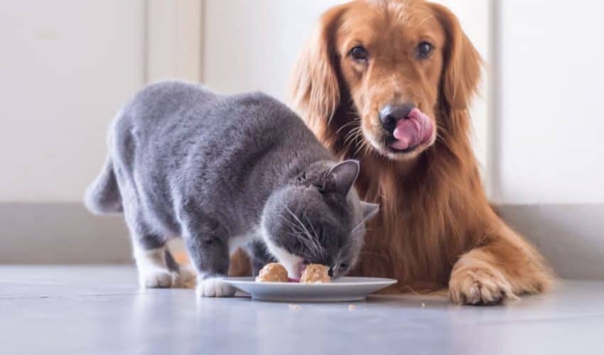 Kediler köpek maması yiyebilir mi?